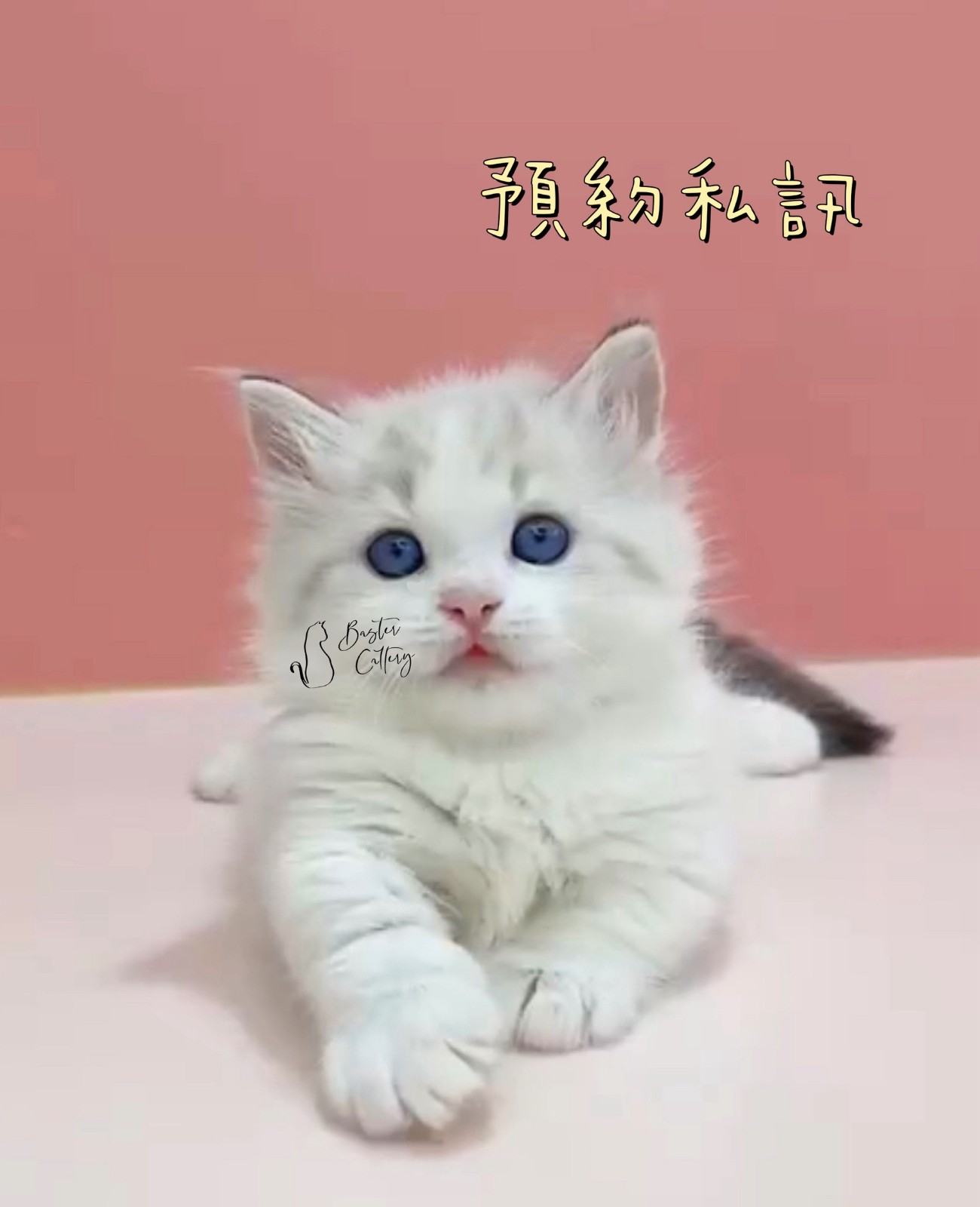 藍海豹山貓圖