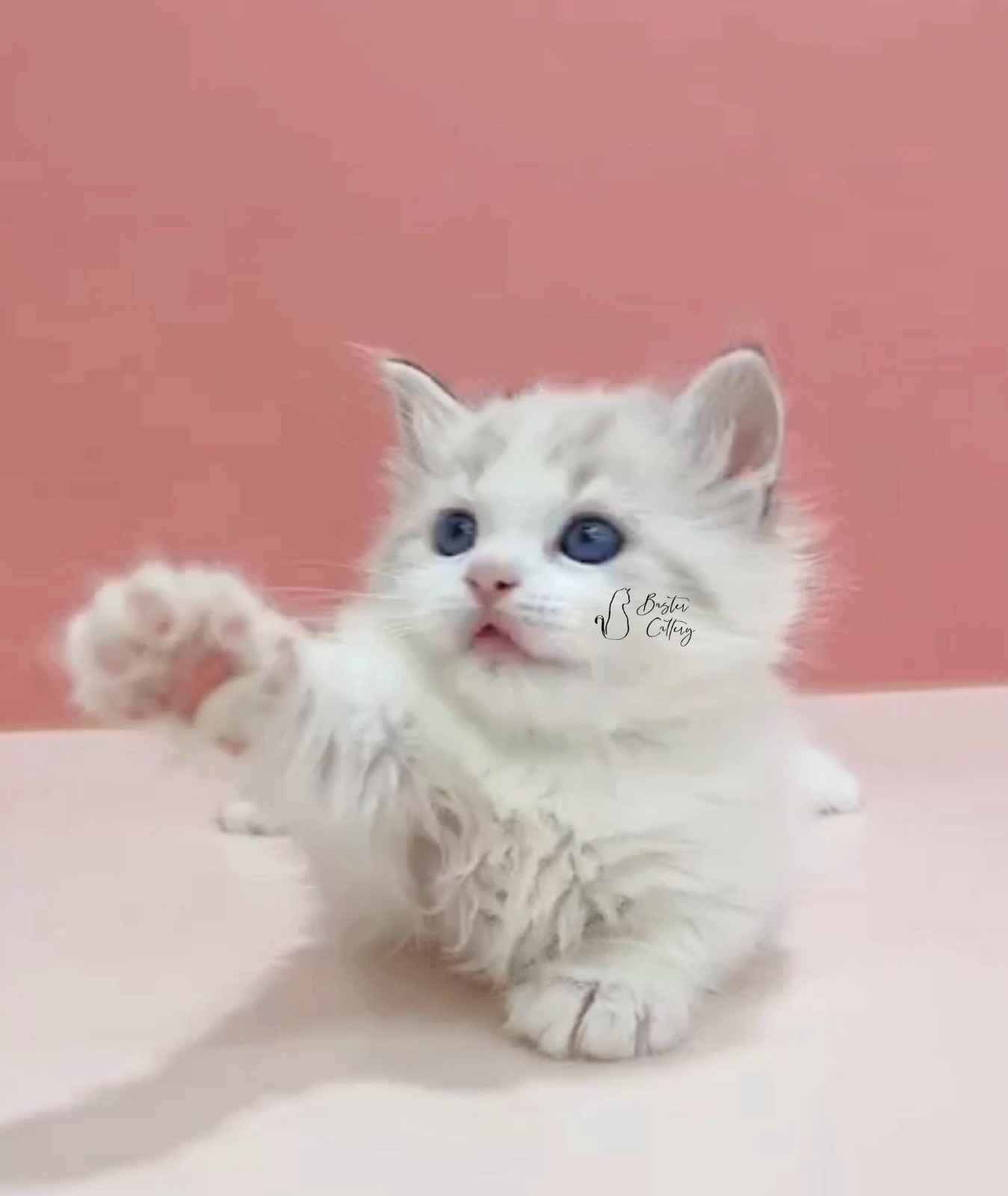 藍海豹山貓2