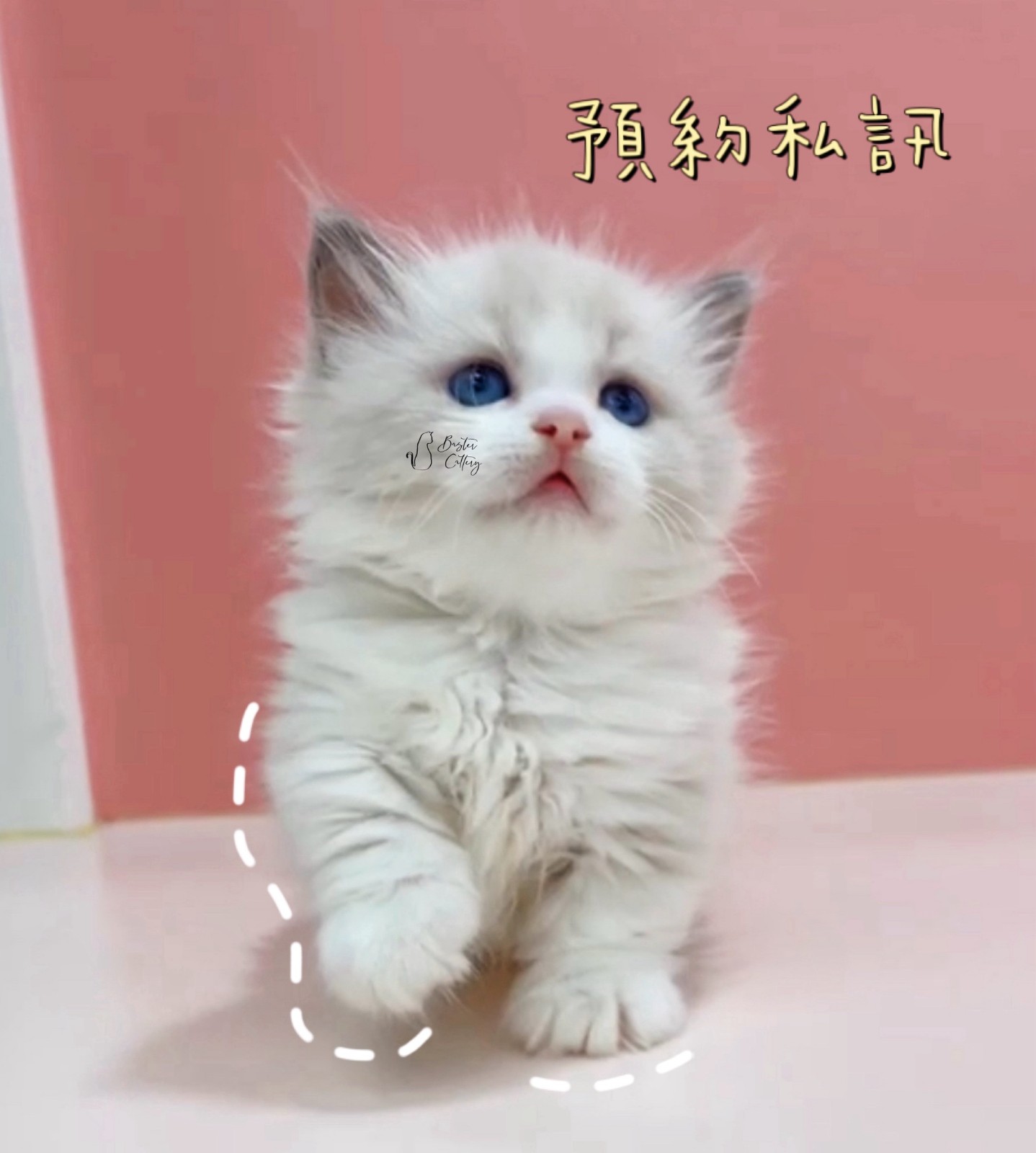 海豹山貓
