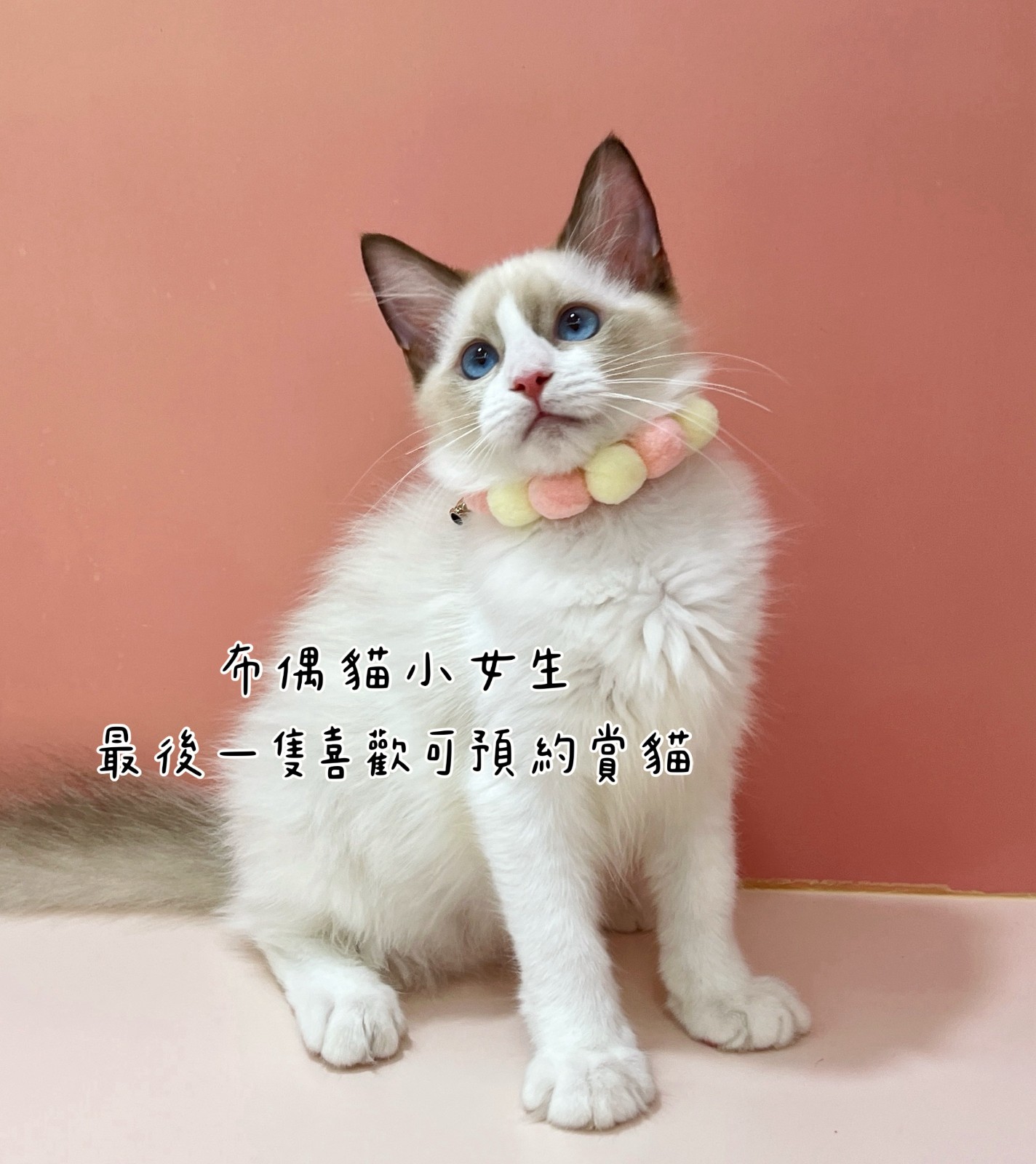 海豹山貓布偶貓