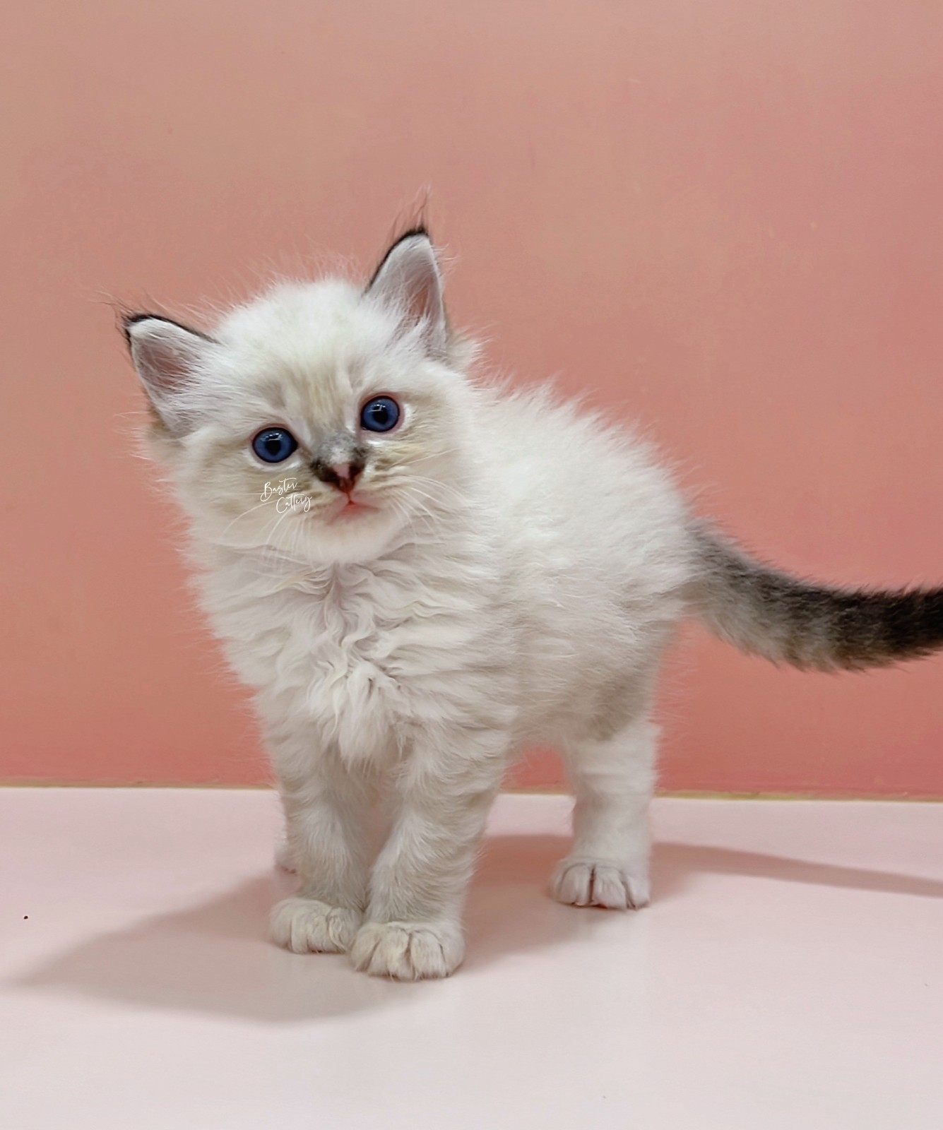 手套山貓布偶貓